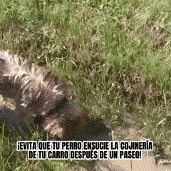 Cubre Asientos
